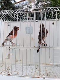 Canarini Arlecchino Portoghese