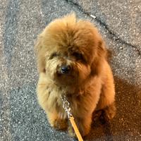 Barboncino nano colore red