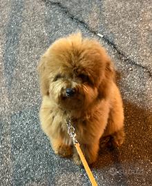 Barboncino nano colore red