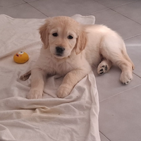 Cucciolo Golden retriever