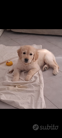 Cucciolo Golden retriever