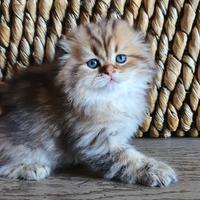 Gattini di razza Scottish fold e straight