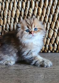 Gattini di razza Scottish fold e straight