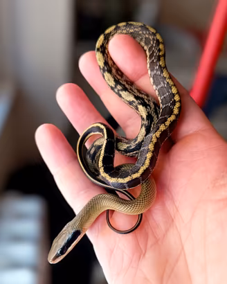 Serpenti asiatici