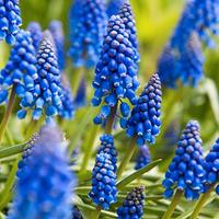 50 bulbi di muscari fiori 