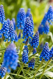 50 bulbi di muscari fiori 
