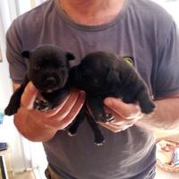 Cuccioli di Staffordshire bull terrier