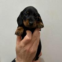 Bassotti a pelo corto