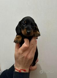 Bassotti a pelo corto