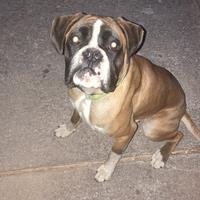 Boxer maschio per monta