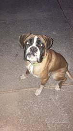 Boxer maschio per monta