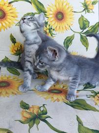 Gattini simil certosini