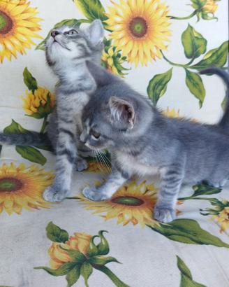 Gattini simil certosini