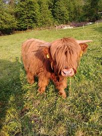 Highlander