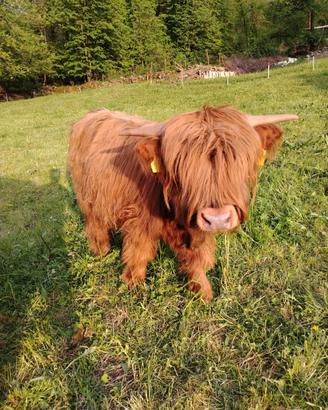 Highlander