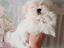Immagine 18