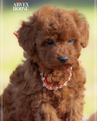 Cuccioli di Barboncino Toy