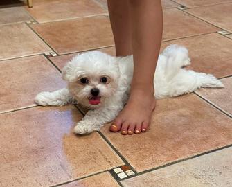 Cucciola maltese