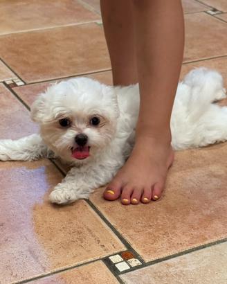Cucciola maltese