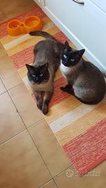 Gattini simil siamesi