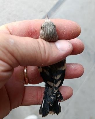Cardellinini tusci acianici