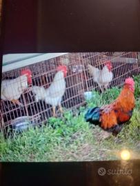 Galli livornese e marans