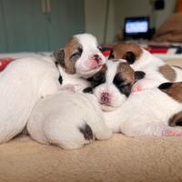 Jack Russell con Pedegree