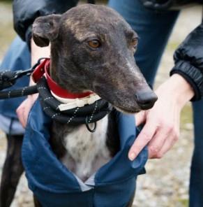 Maschio galgo