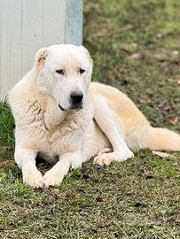 Cane da guardia maschio di 3 anni