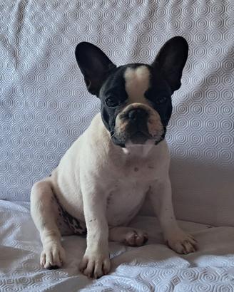Bulldog Francese