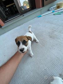 Jack Russell