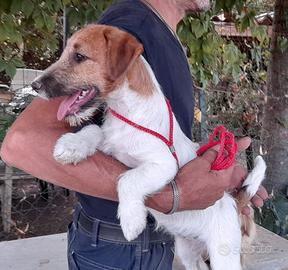 Jack Russell Terrier Broken/Ruvido cucciolo femmin