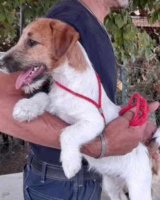 Jack Russell Terrier Broken/Ruvido cucciolo femmin