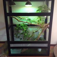 Teca per iguana