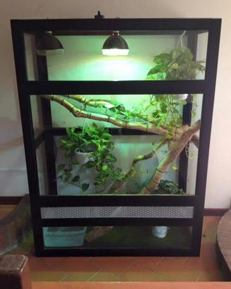 Teca per iguana