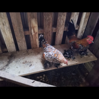 Galline mille fiori