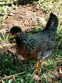 galline Legbar  uva celesti 