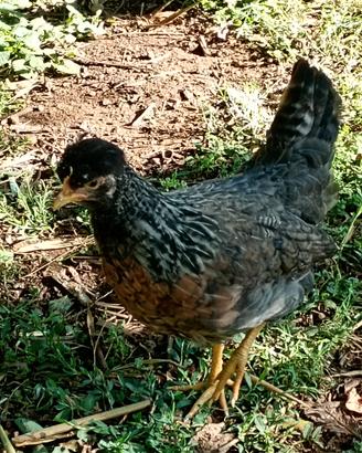 galline Legbar  uva celesti 