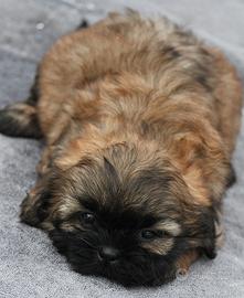 Shipoo maltipoo