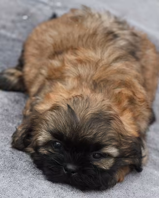 Shipoo maltipoo