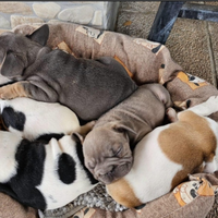 Cuccioli di bouledogue francese