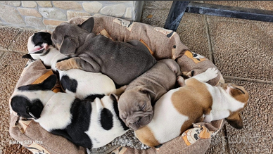 Cuccioli di bouledogue francese