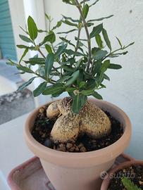 Pianta grassa rara (Fockea Edukis)