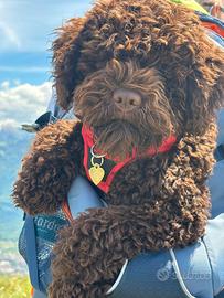 Cucciolo lagotto