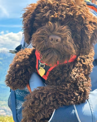Cucciolo lagotto