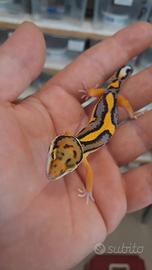 Geco leopardino
