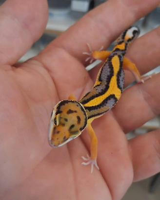 Geco leopardino