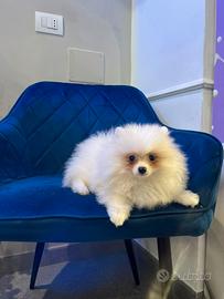 Cucciolo spitz di Pomerania bianco