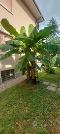 Banani