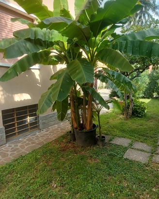 Banani